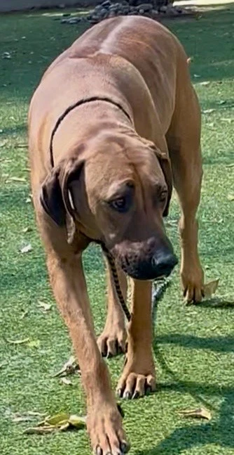 Hank