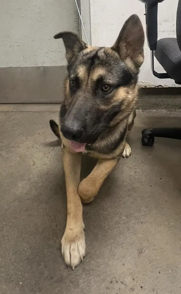 Lau - German Shepherd Dog