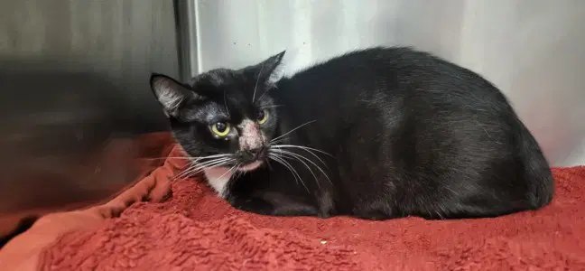 Posey - Domestic Medium Hair
