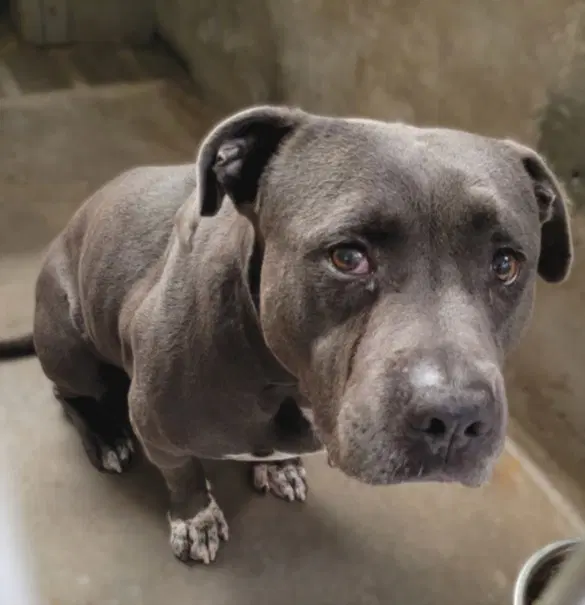 Mac - Pit Bull Terrier