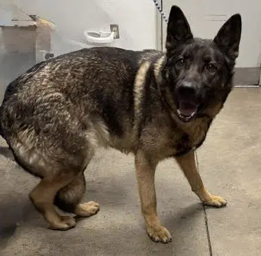 Felina - German Shepherd Dog