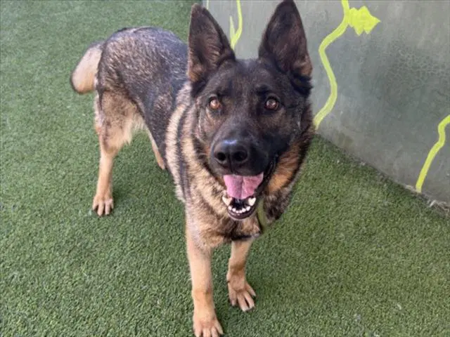 Felina - German Shepherd Dog
