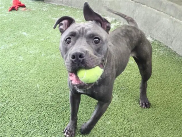 Zelda - Staffordshire Bull Terrier