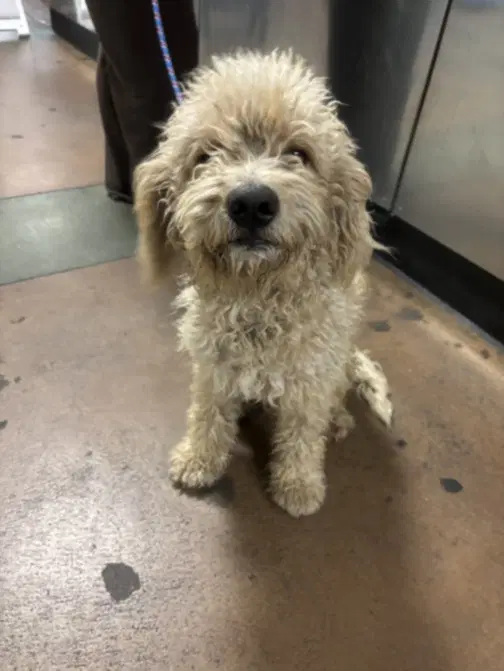 Jax Teddy - Poodle (Standard)