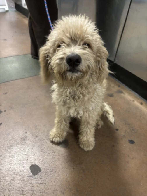 Jax Teddy