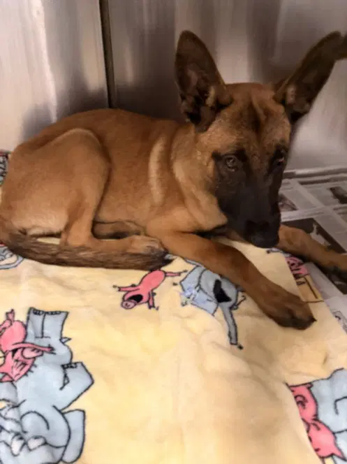Hopper - German Shepherd Dog