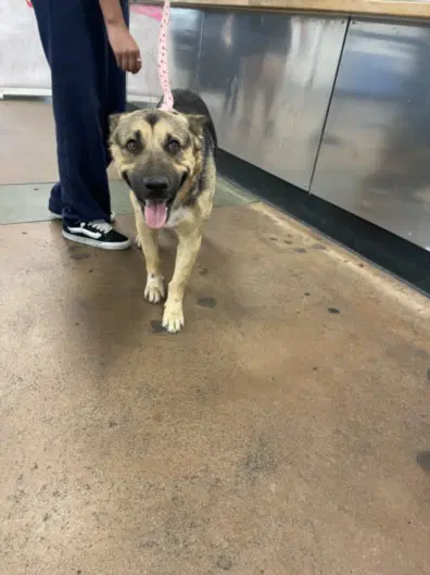 Bishop - German Shepherd Dog