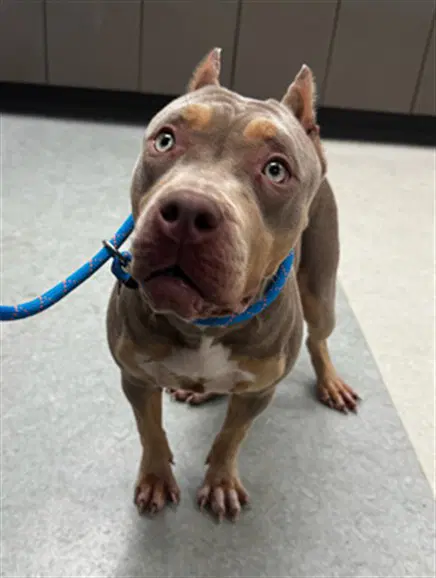 Kitana - Pit Bull Terrier