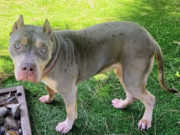 Kitana - Pit Bull Terrier