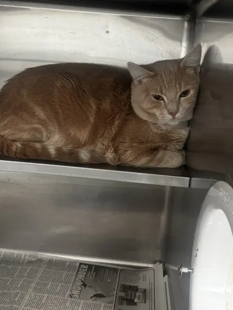 Garfield - Domestic Short Hair