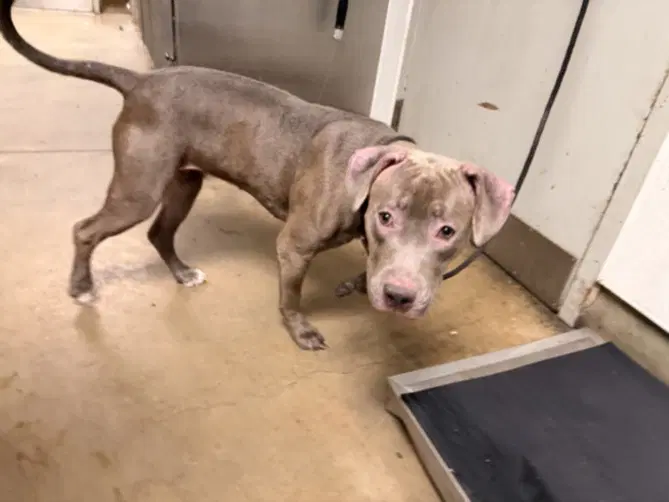 Celine - Pit Bull Terrier