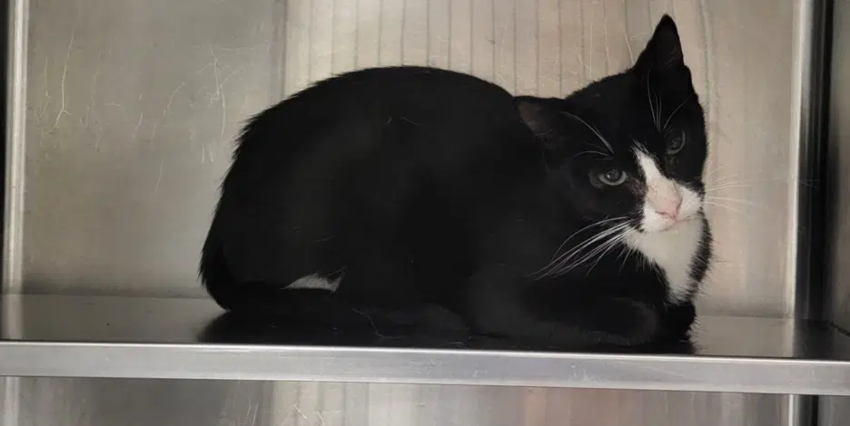 Berta - Domestic Short Hair