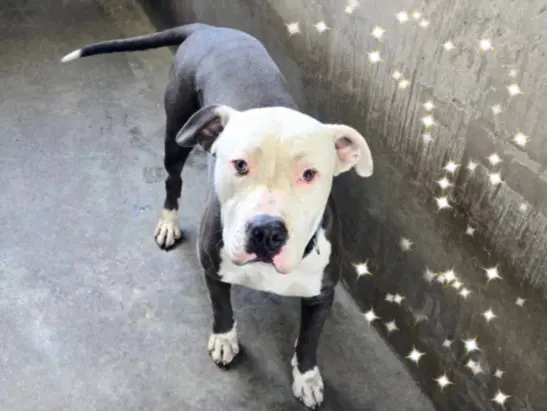 Owen - Pit Bull Terrier