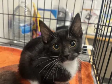 Penelope - Domestic Short Hair