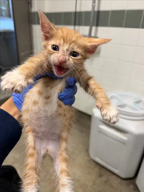 Blair - Domestic Short Hair