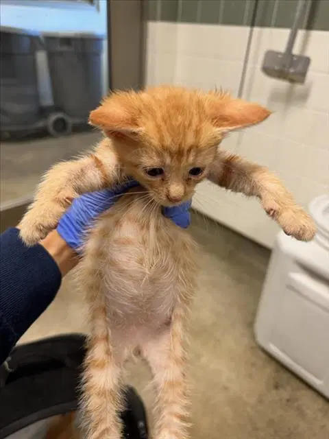 Hunter - Domestic Short Hair