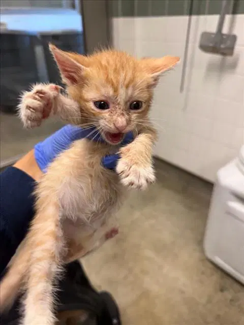Rori - Domestic Short Hair