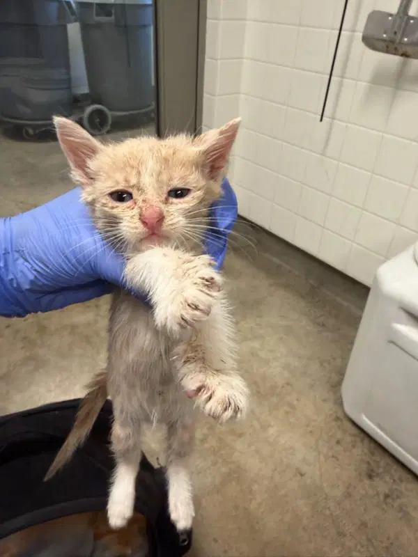 Hartley - Domestic Short Hair