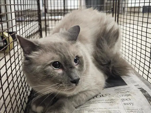 Gris - Domestic Medium Hair