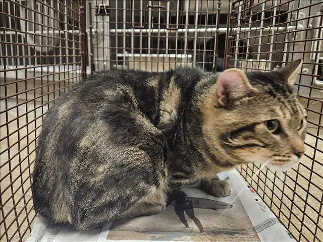 Guero - Domestic Short Hair