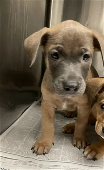 Archie - Black Mouth Cur