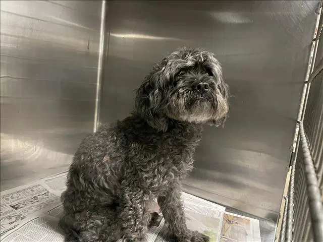 Charlie image 1