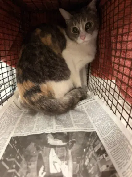 Kali - Domestic Short Hair