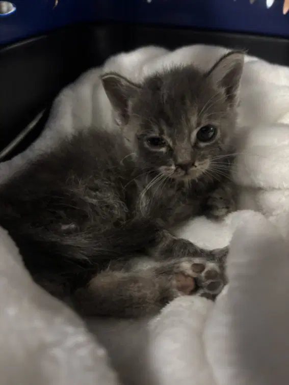 Baby Silver - Domestic Short Hair