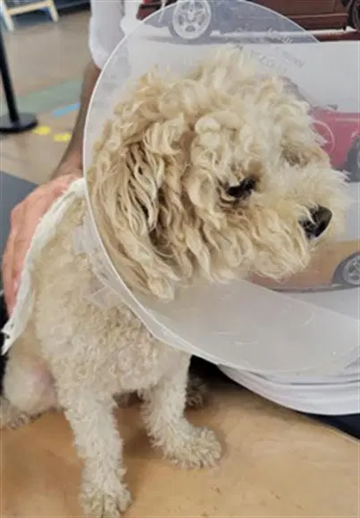 Teddy - Poodle (Miniature)