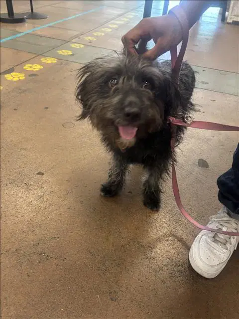 Racco - Skye Terrier