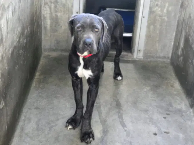 Titan - Pit Bull Terrier