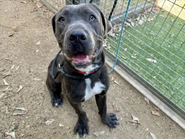 Titan - Pit Bull Terrier