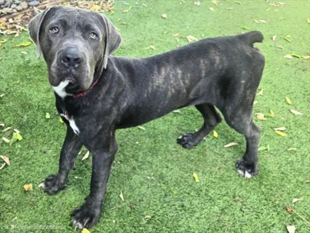 Titan - Pit Bull Terrier