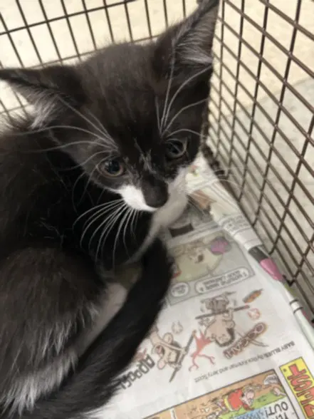 Dan - Domestic Short Hair