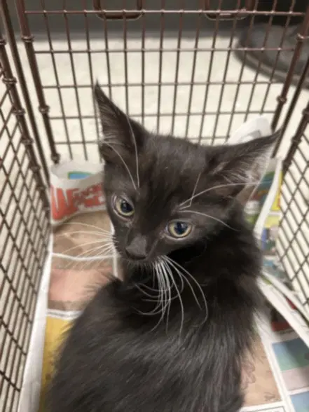 Lena - Domestic Short Hair