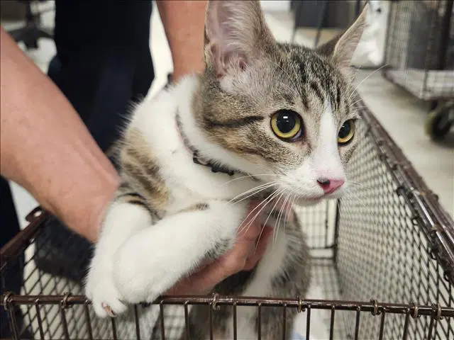 Sienna - Domestic Short Hair