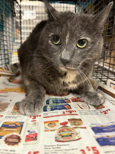 picture of the cat needing adoption