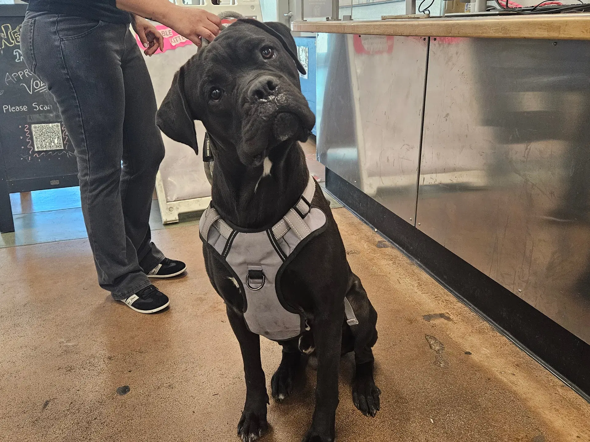 Titan - Boxer