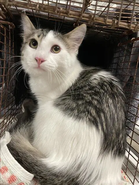 Tadaki - Domestic Short Hair