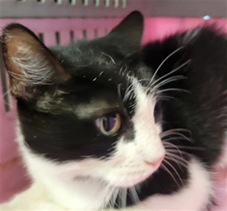 picture of the cat needing adoption