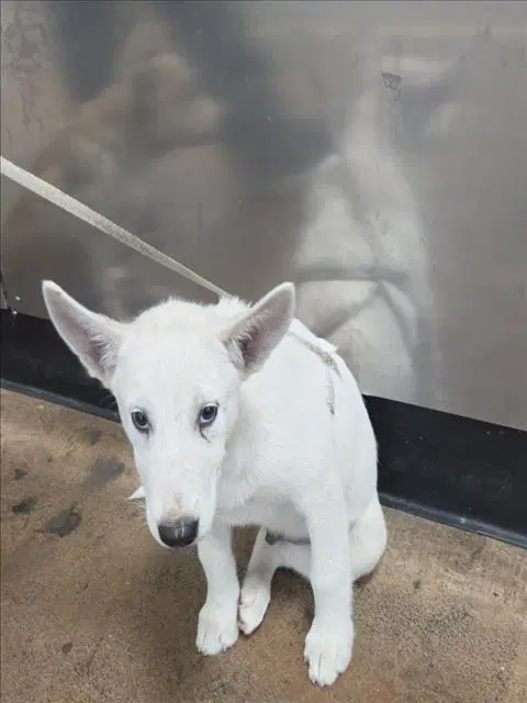 Unknown - German Shepherd Dog