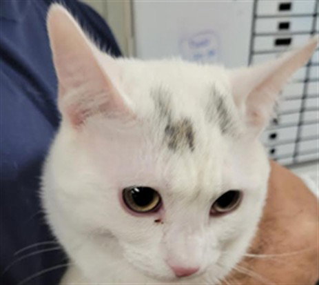picture of the cat needing adoption
