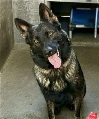 Grettel - German Shepherd Dog