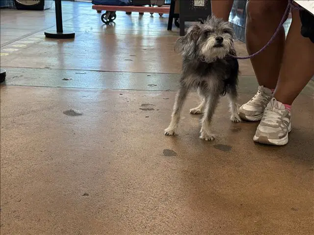 Pepsi - Miniature Schnauzer