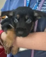 Gummi - Labrador Retriever