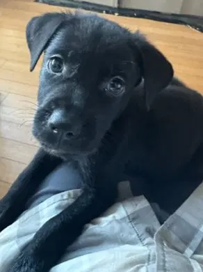 Kinder - Labrador Retriever