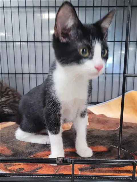 Wilson - Domestic Short Hair