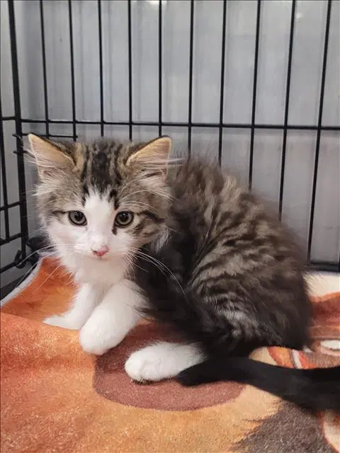 Fluffy - Domestic Medium Hair