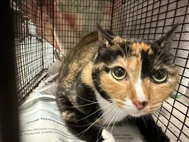 Hash - Domestic Short Hair