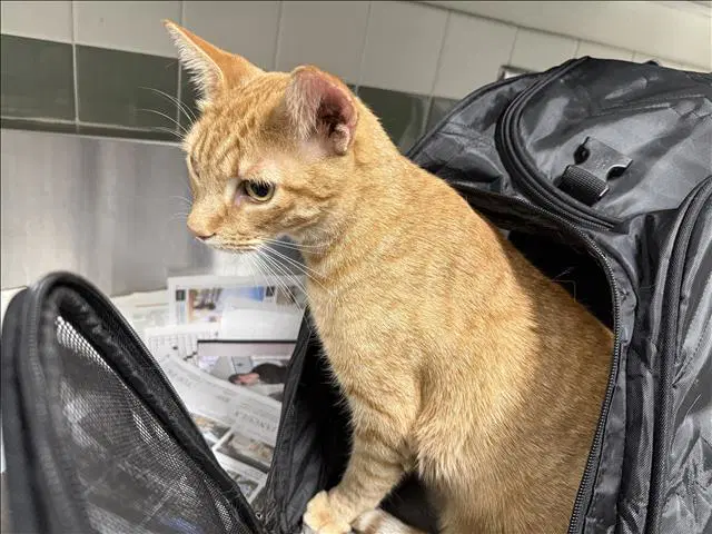 Fireball - Domestic Short Hair